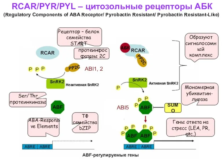 RCAR/PYR/PYL – цитозольные рецепторы АБК (Regulatory Components of ABA Receptor/