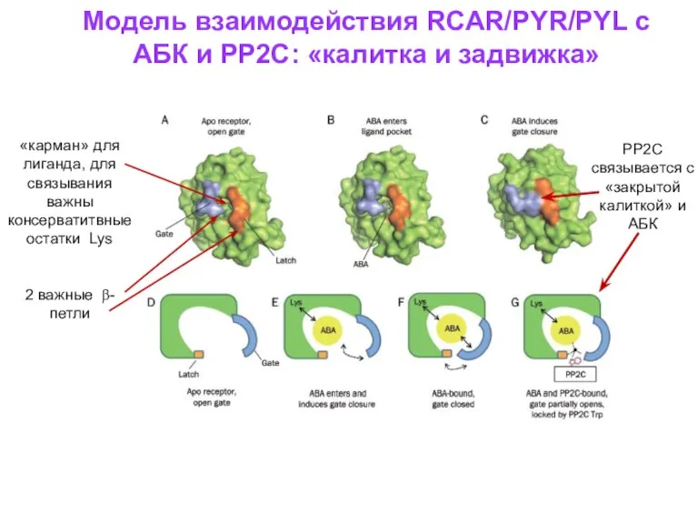 Модель взаимодействия RCAR/PYR/PYL с АБК и РР2С: «калитка и задвижка»