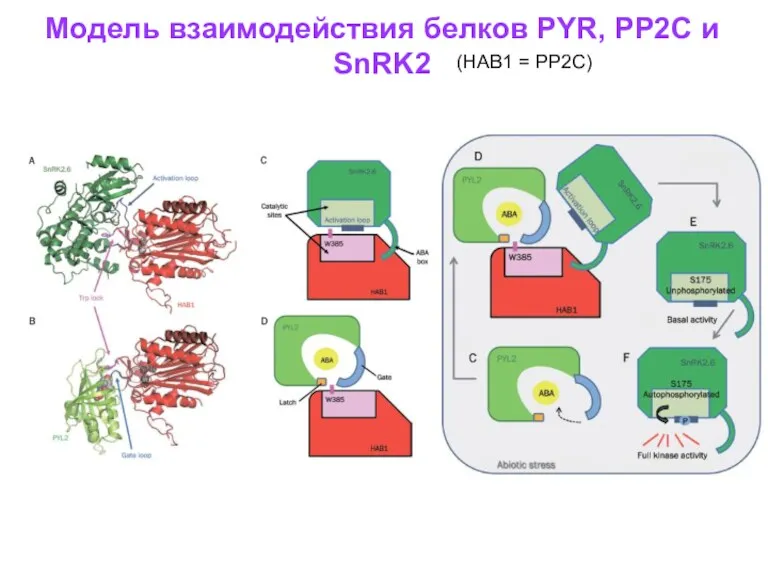 (НАВ1 = РР2С) Модель взаимодействия белков PYR, PP2C и SnRK2