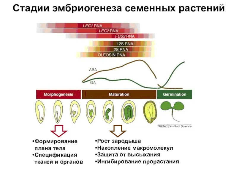 Стадии эмбриогенеза семенных растений Формирование плана тела Спецификация тканей и