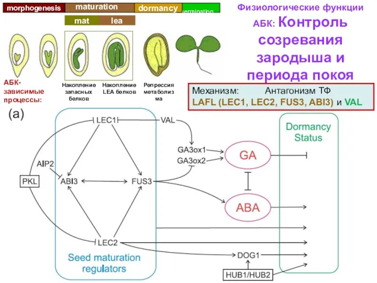 germination lea mat maturation Физиологические функции АБК: Контроль созревания зародыша