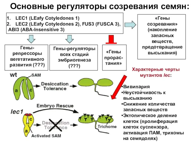 Основные регуляторы созревания семян: LEC1 (LEafy Cotyledones 1) LEC2 (LEafy