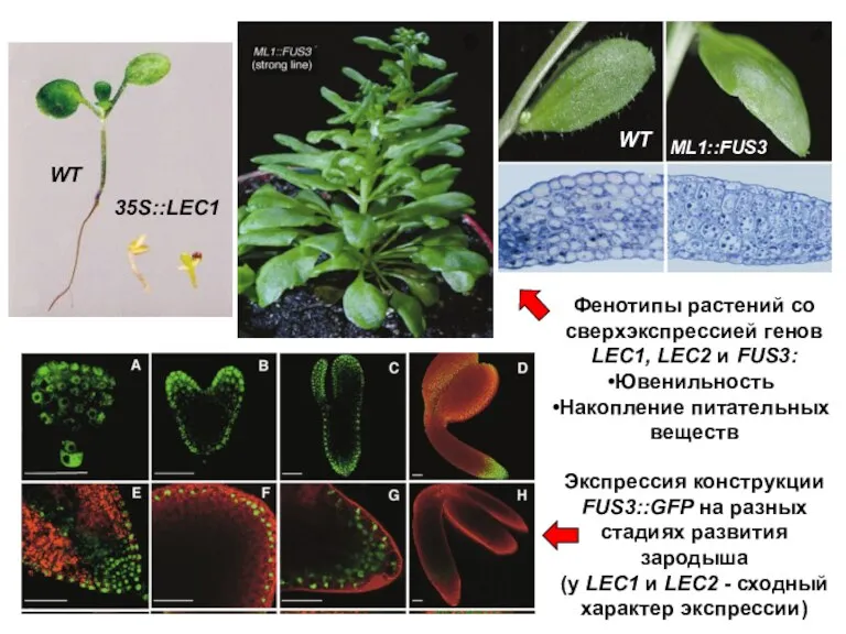 Экспрессия конструкции FUS3::GFP на разных стадиях развития зародыша (у LEC1