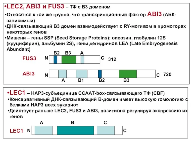 FUS3 ABI3 LEC2, ABI3 и FUS3 – ТФ с В3