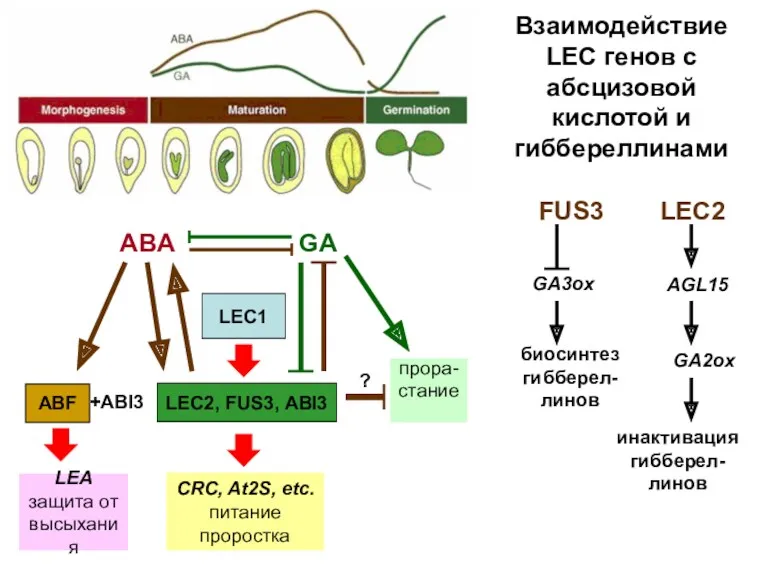 LEC1 LEC2, FUS3, ABI3 CRC, At2S, etc. питание проростка ABA