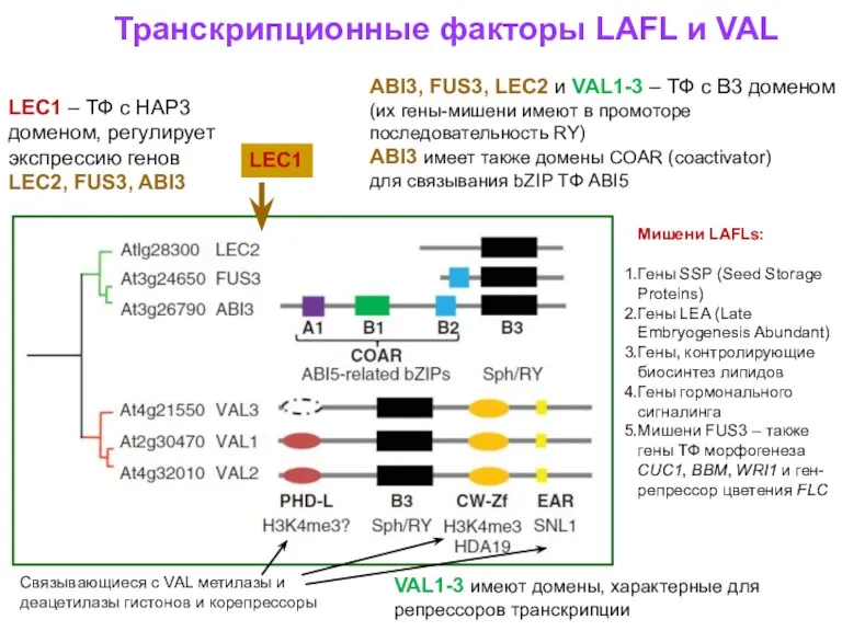 ABI3, FUS3, LEC2 и VAL1-3 – ТФ с В3 доменом