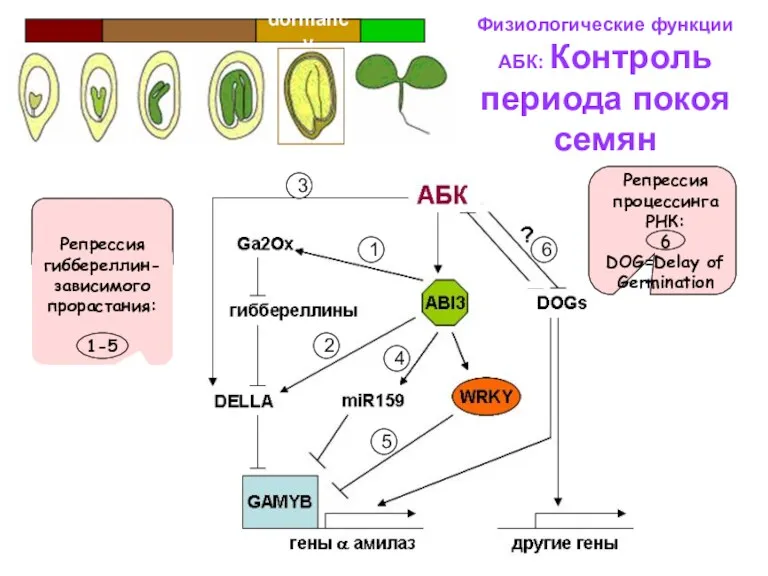 Физиологические функции АБК: Контроль периода покоя семян Репрессия гиббереллин-зависимого прорастания: