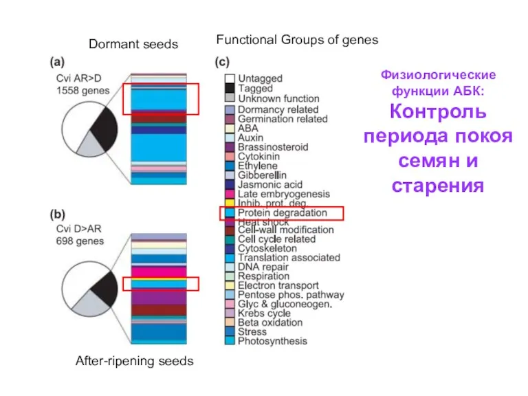 Functional Groups of genes Dormant seeds After-ripening seeds Физиологические функции