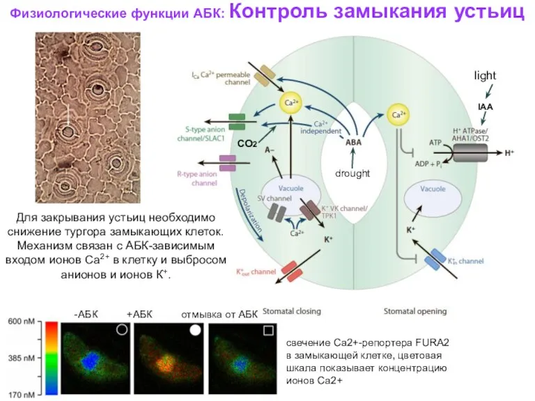 Физиологические функции АБК: Контроль замыкания устьиц Для закрывания устьиц необходимо