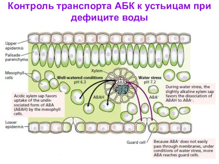 Контроль транспорта АБК к устьицам при дефиците воды