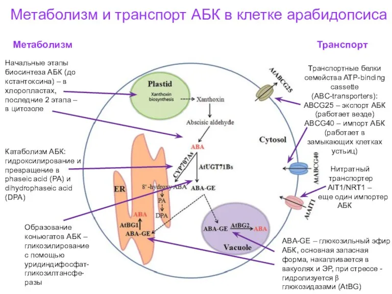 Метаболизм и транспорт АБК в клетке арабидопсиса ABA-GE – глюкозильный
