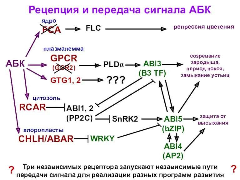 Рецепция и передача сигнала АБК Три независимых рецептора запускают независимые