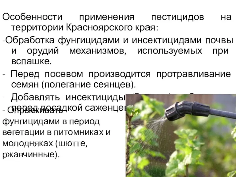 Особенности применения пестицидов на территории Красноярского края: -Обработка фунгицидами и