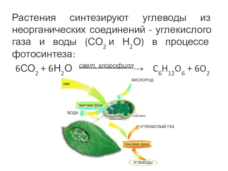 Растения синтезируют углеводы из неорганических соединений - углекислого газа и