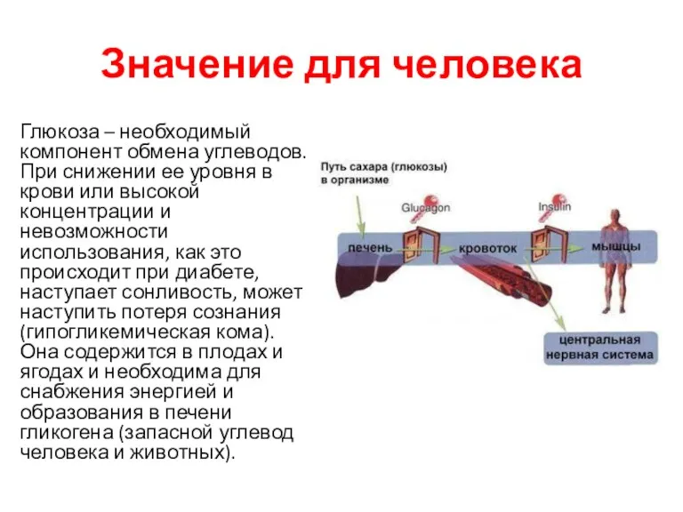 Значение для человека Глюкоза – необходимый компонент обмена углеводов. При