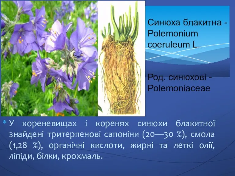 У кореневищах і коренях синюхи блакитної знайдені тритерпенові сапоніни (20—30