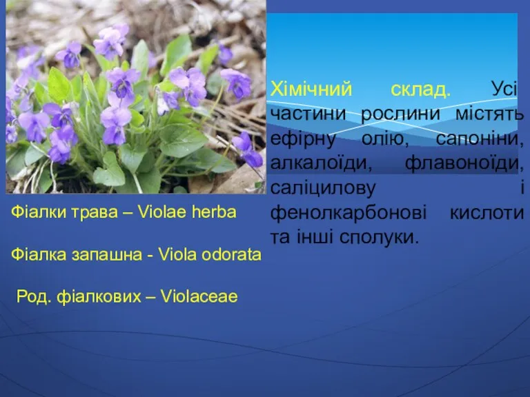 Фіалки трава – Violae herba Фіалка запашна - Viola odorata