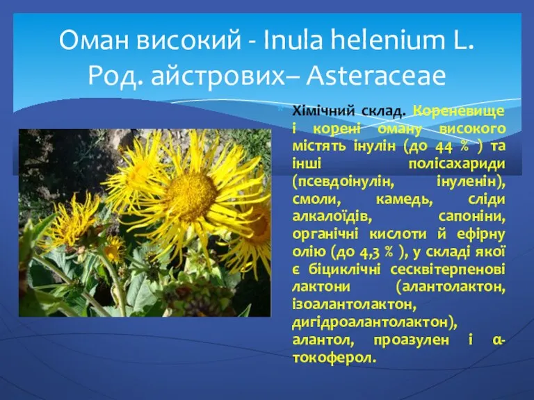 Оман високий - Inula helenium L. Род. айстрових– Asteraceae Хімічний
