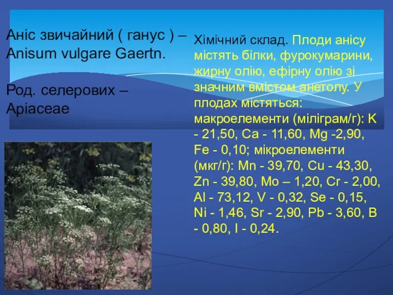 Аніс звичайний ( ганус ) – Anisum vulgare Gaertn. Род.
