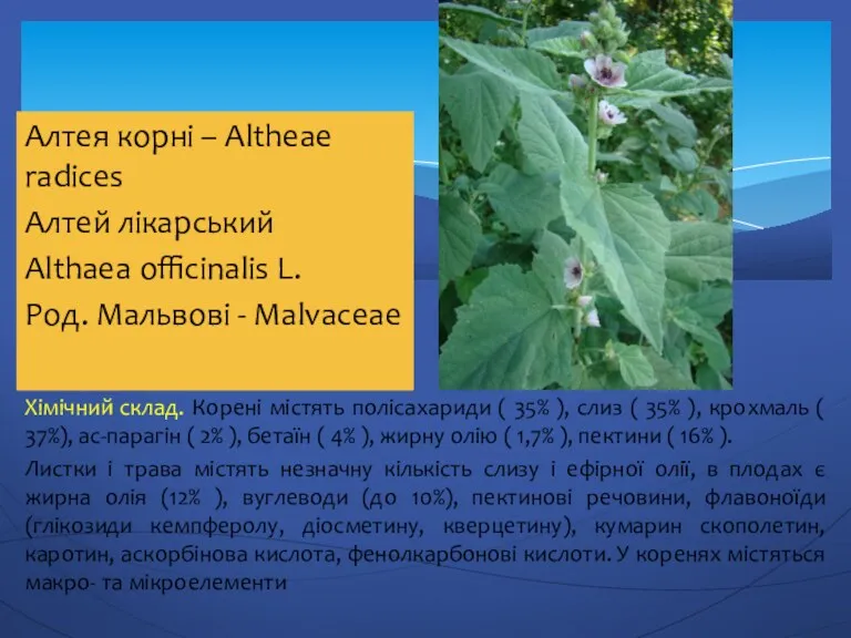 Алтея корні – Altheae radices Алтей лікарський Althaea officinalis L.