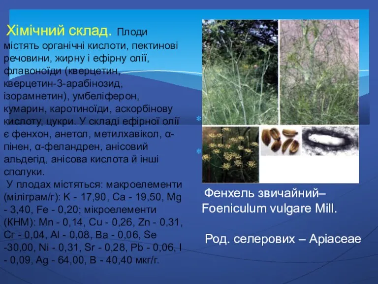 Фенхель звичайний– Foeniculum vulgare Mill. Родина селерових – Apiaceae Фенхель