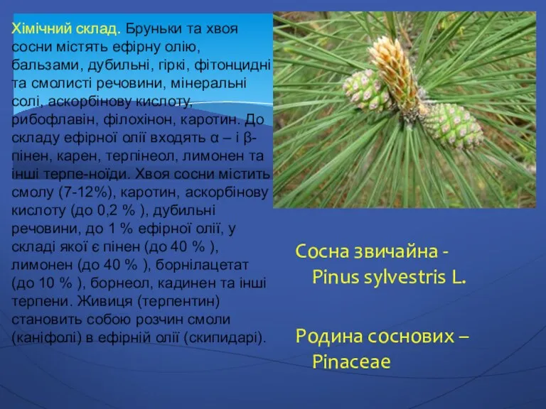 Сосна звичайна - Pinus sylvestris L. Родина соснових – Pinaceae