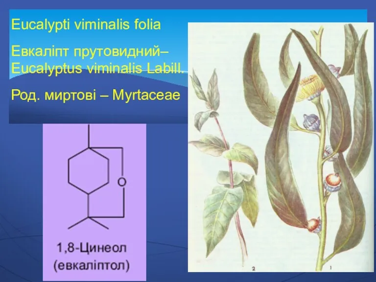 Eucalypti viminalis folia Евкаліпт прутовидний– Eucalyptus viminalis Labill. Род. миртові – Myrtaceae