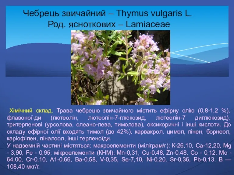 Чебрець звичайний – Thymus vulgaris L. Род. ясноткових – Lamiaceae
