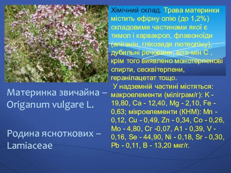 Материнка звичайна – Origanum vulgare L. Родина ясноткових – Lamiaceae