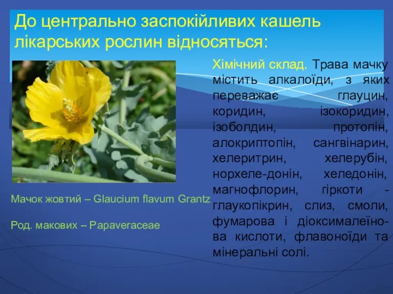 До центрально заспокійливих кашель лікарських рослин відносяться: Мачок жовтий –