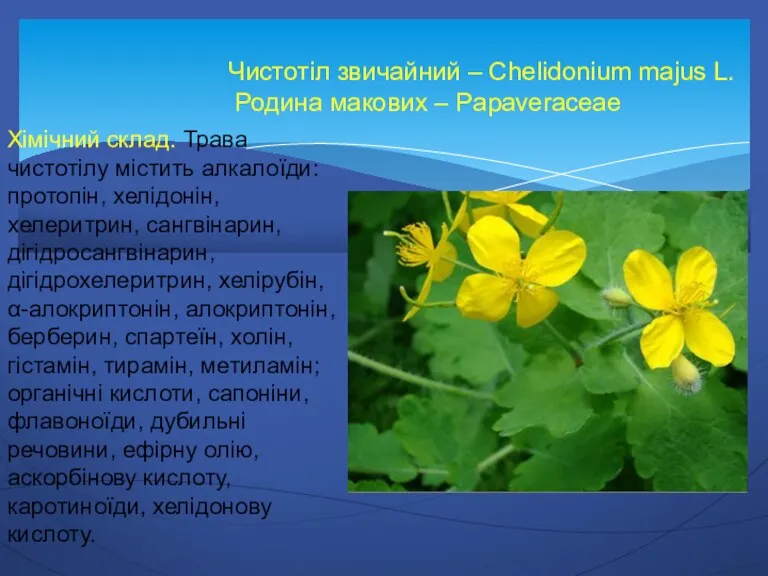 Чистотіл звичайний – Chelidonium majus L. Родина макових – Papaveraceae