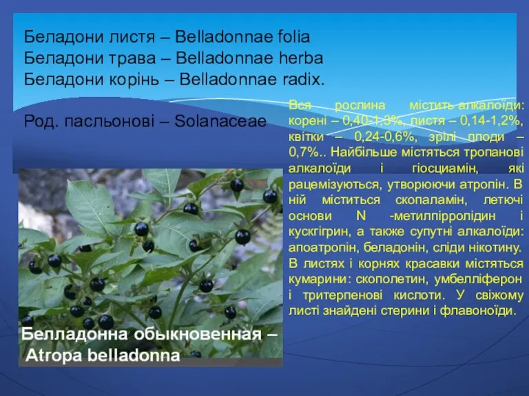 Беладони листя – Belladonnae folia Беладони трава – Belladonnae herba