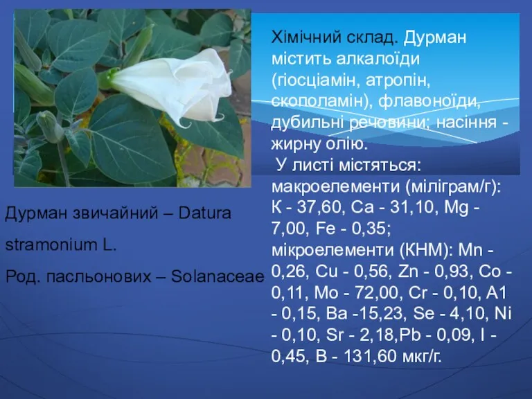 Дурман звичайний – Datura stramonium L. Род. пасльонових – Solanaceae