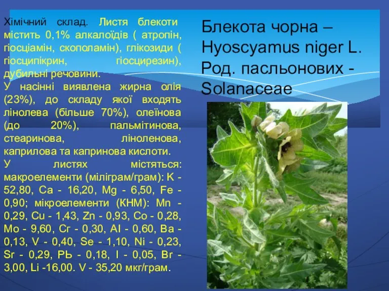 Блекота чорна – Hyoscyamus niger L. Род. пасльонових - Solanaceae