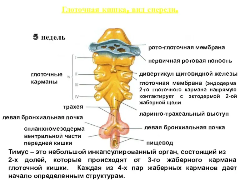 Глоточная кишка, вид спереди. Тимус – это небольшой инкапсулированный орган,