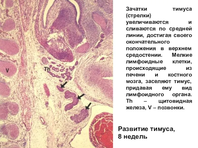 Зачатки тимуса (стрелки) увеличиваются и сливаются по средней линии, достигая