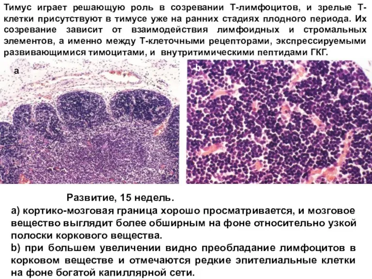 Развитие, 15 недель. a) кортико-мозговая граница хорошо просматривается, и мозговое