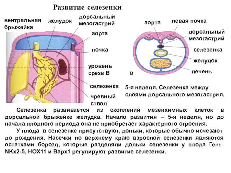 Развитие селезенки Селезенка развивается из скоплений мезенхимных клеток в дорсальной