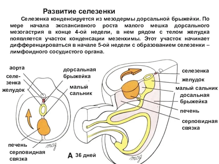 Развитие селезенки Селезенка конденсируется из мезодермы дорсальной брыжейки. По мере