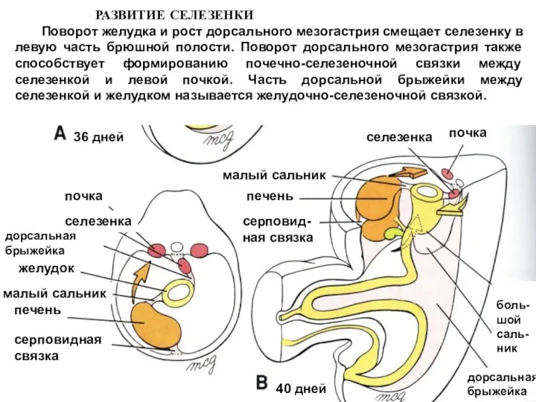 РАЗВИТИЕ СЕЛЕЗЕНКИ Поворот желудка и рост дорсального мезогастрия смещает селезенку