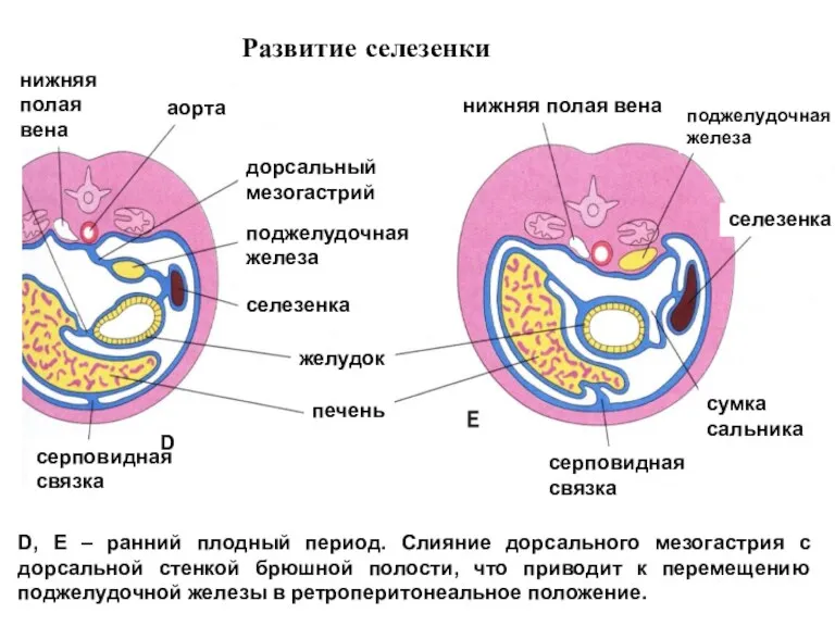 D, E – ранний плодный период. Слияние дорсального мезогастрия с