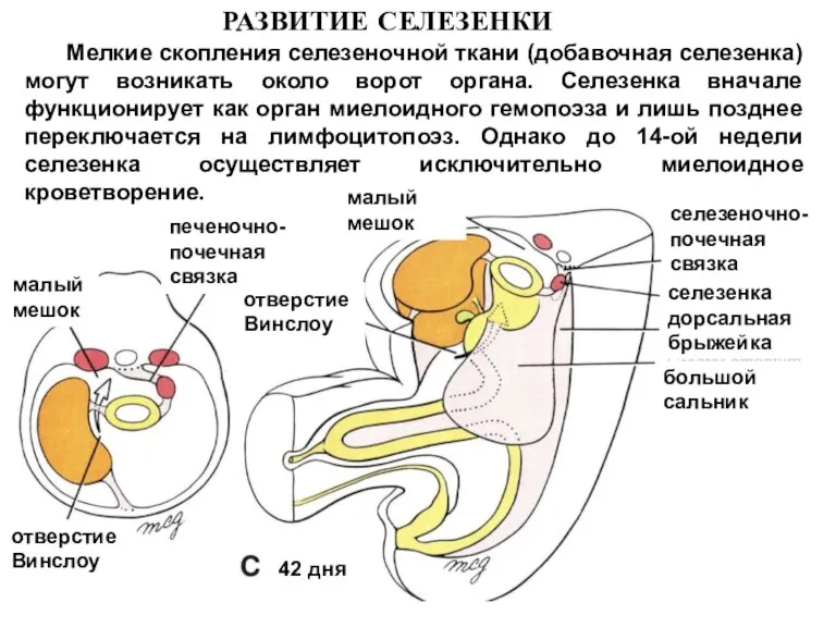 Мелкие скопления селезеночной ткани (добавочная селезенка) могут возникать около ворот