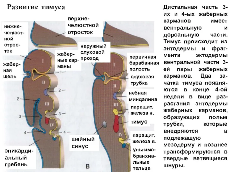 Дистальная часть 3-их и 4-ых жаберных карманов имеет вентральную и