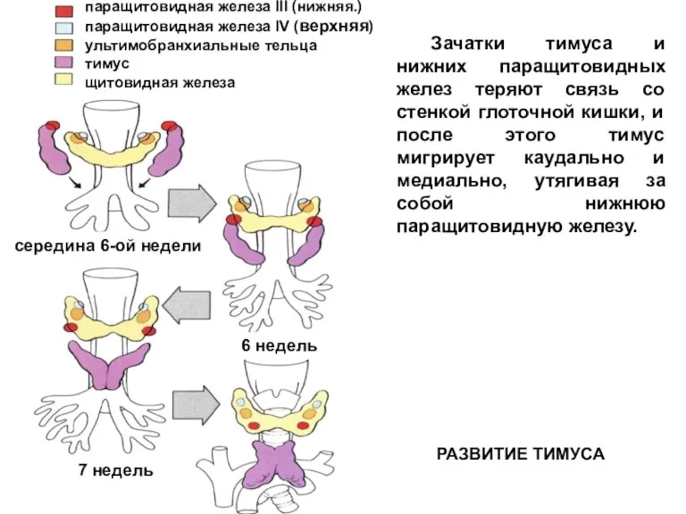 середина 6-ой недели 6 недель 7 недель паращитовидная железа III