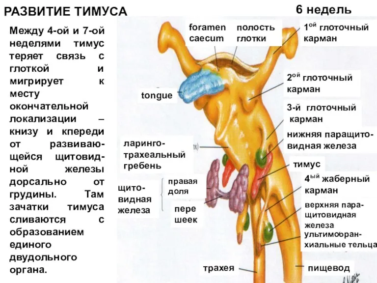 РАЗВИТИЕ ТИМУСА 6 недель Между 4-ой и 7-ой неделями тимус