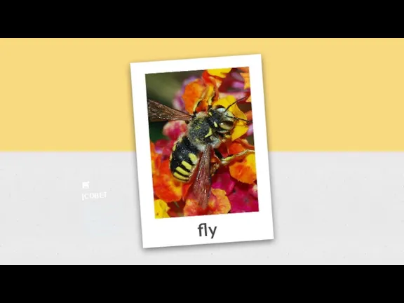 fly