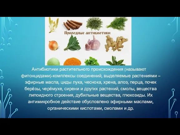 Антибиотики растительного происхождения (называют фитонцидами)-комплексы соединений, выделяемые растениями – эфирные масла, циды лука,