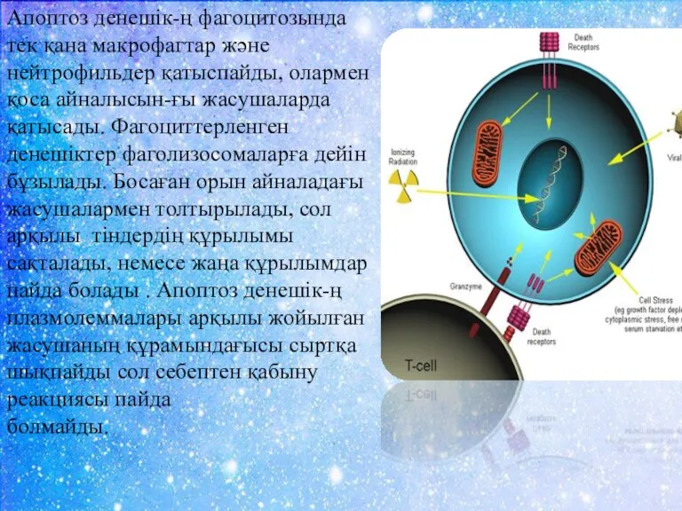 Апоптоз денешік-ң фагоцитозында тек қана макрофагтар және нейтрофильдер қатыспайды, олармен