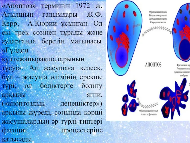 «Апоптоз» терминін 1972 ж. Ағылшын ғалымдары Ж.Ф.Керр, A.Кюрии ұсынған. Ол