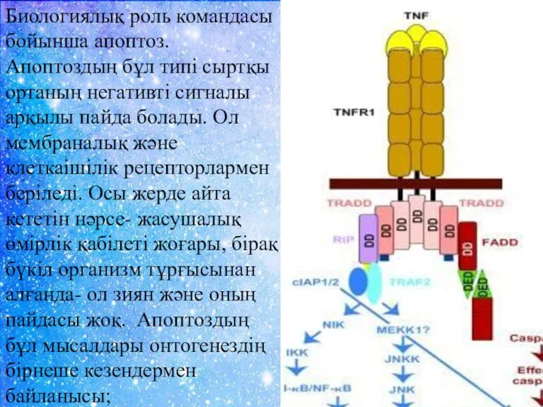 Биологиялық роль командасы бойынша апоптоз. Апоптоздың бұл типі сыртқы ортаның